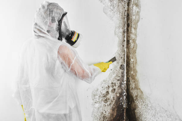 Professional Mold Removal in Piney, AR
